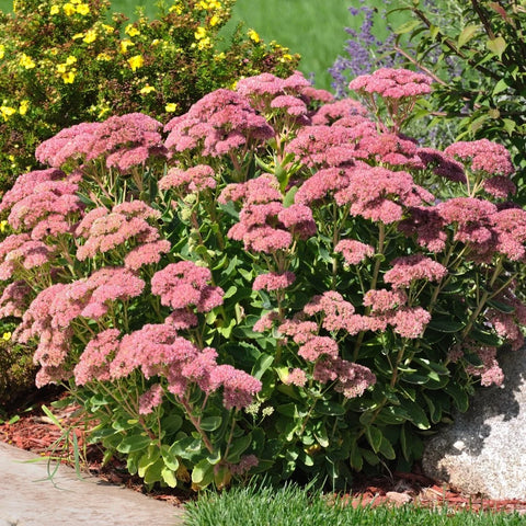 Autumn Joy Sedum