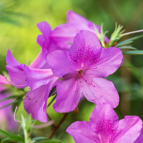 Autumn Lilac Azalea