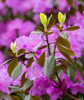 Autumn Lilac Azalea