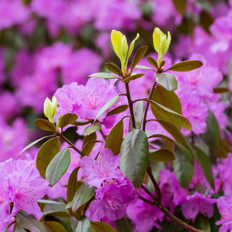 Autumn Lilac Azalea