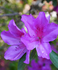 Autumn Lilac Azalea