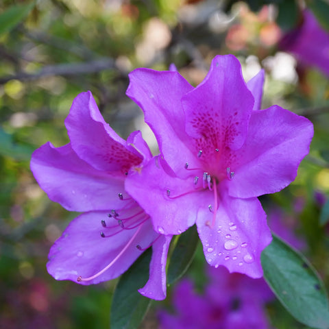 Autumn Lilac Azalea