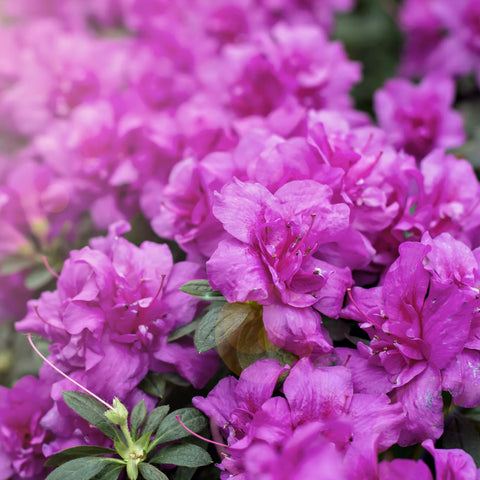 Autumn Majesty Azalea