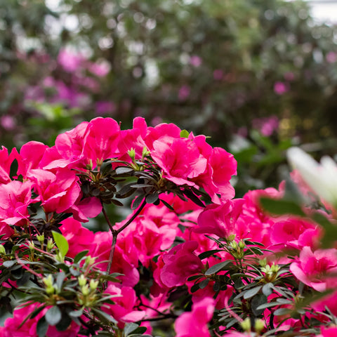 Autumn Rouge Azalea