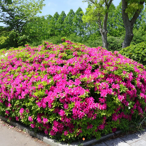 Autumn Royalty Azalea