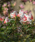 Autumn Starburst Azalea