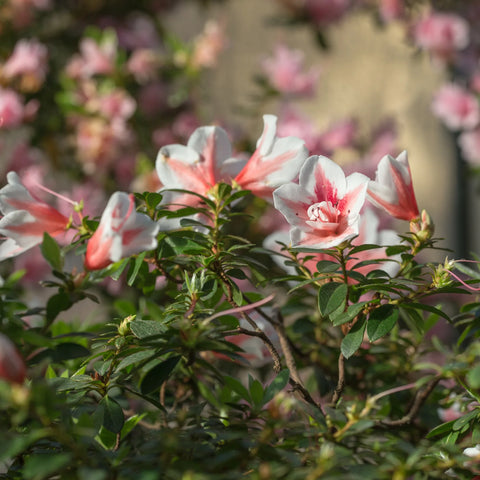 Autumn Starburst Azalea