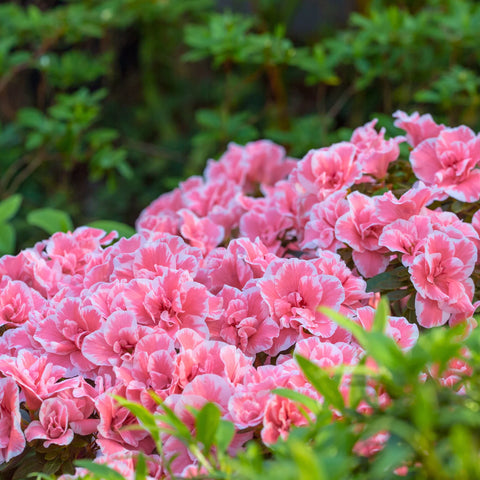 Autumn Sunburst Azalea