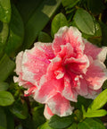 Autumn Sunburst Azalea