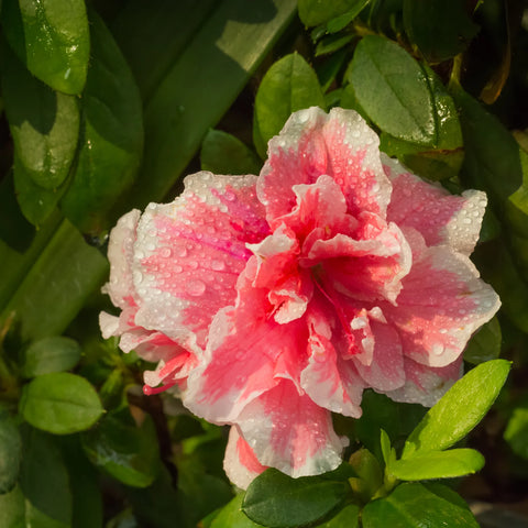 Autumn Sunburst Azalea