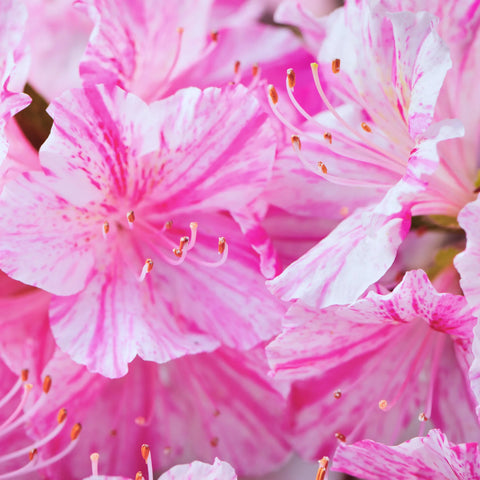 Autumn Twist Azalea