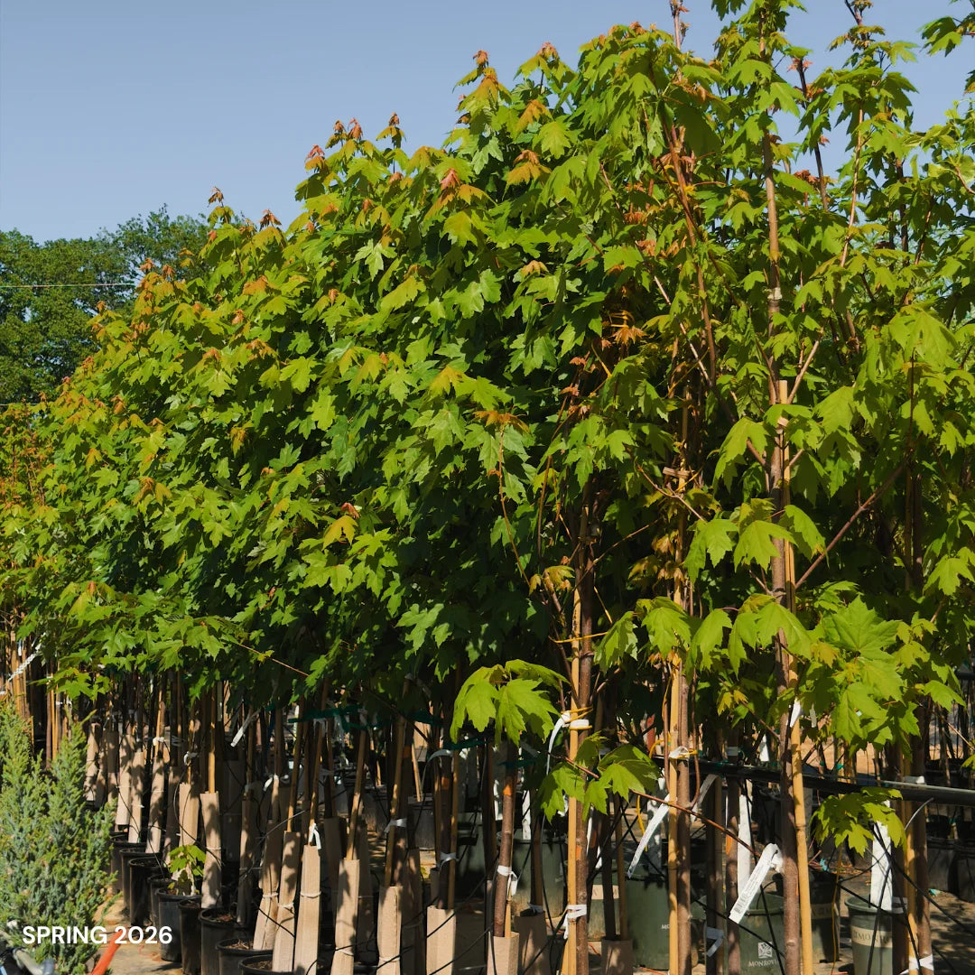 autumn blaze maple planting distance from house Autumn Blaze Red Maple Tree