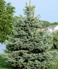 Baby Blue Spruce