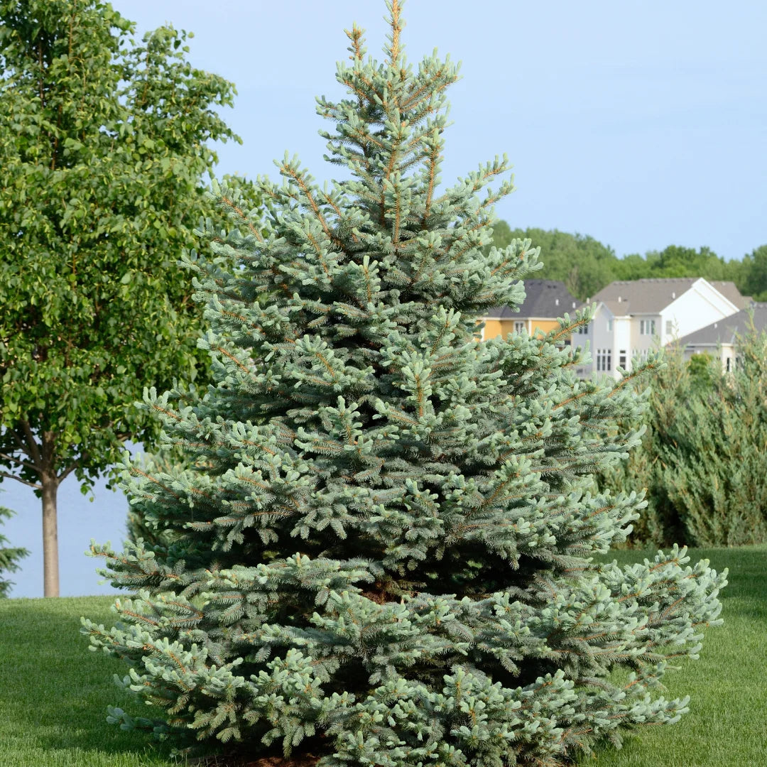 Blue Spruce Tree Varieties How To Plant, Grow, And Care For Blue
