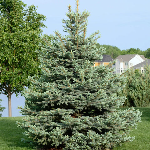 Baby Blue Spruce