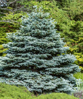 Baby Blue Spruce