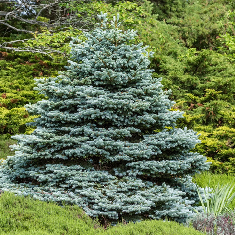 Baby Blue Spruce