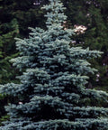 Baby Blue Spruce