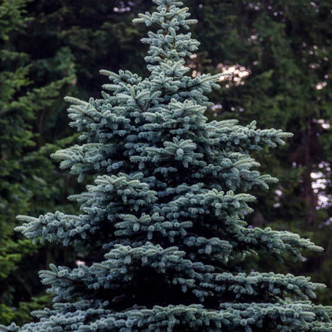 Baby Blue Spruce