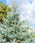 Baby Blue Spruce