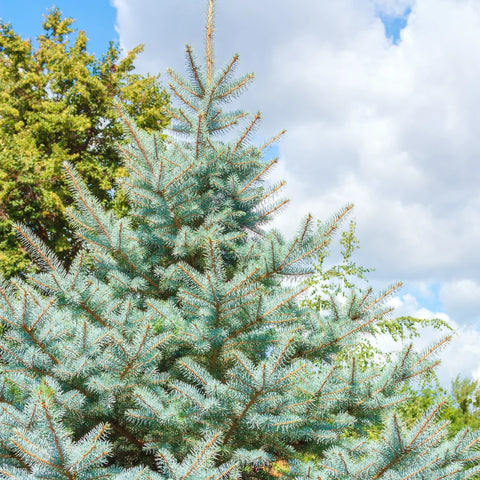 Baby Blue Spruce