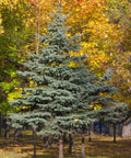 Baby Blue Spruce