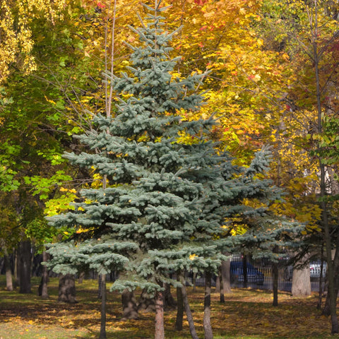 Baby Blue Spruce