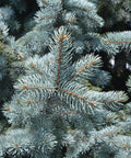 Baby Blue Spruce