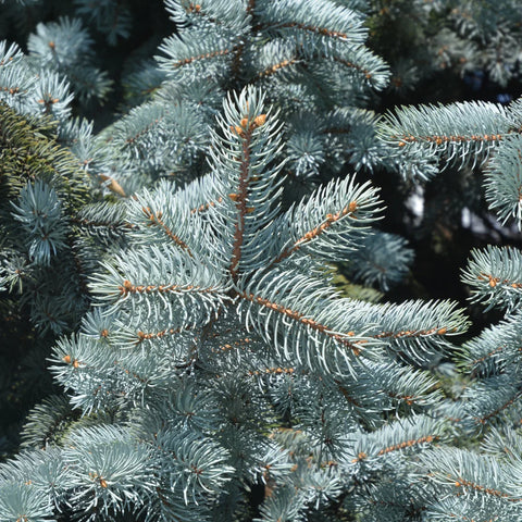 Baby Blue Spruce