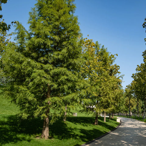 Bald Cypress