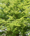 Bald Cypress