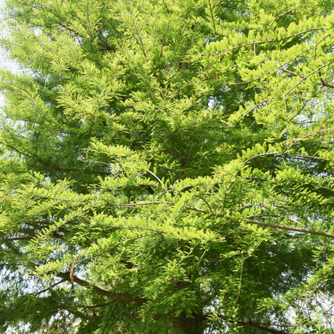 Bald Cypress