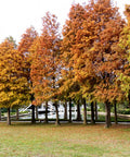 Bald Cypress