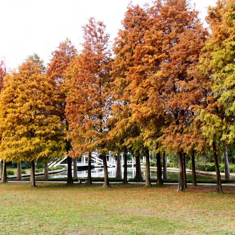 Bald Cypress