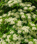 Barbara Ann Climbing Hydrangea