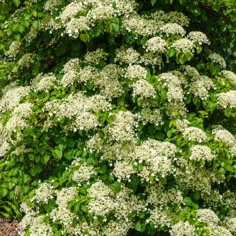Barbara Ann Climbing Hydrangea