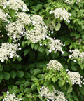 Barbara Ann Climbing Hydrangea