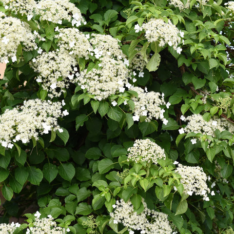 Barbara Ann Climbing Hydrangea