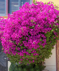 Barbara Karst Bougainvillea