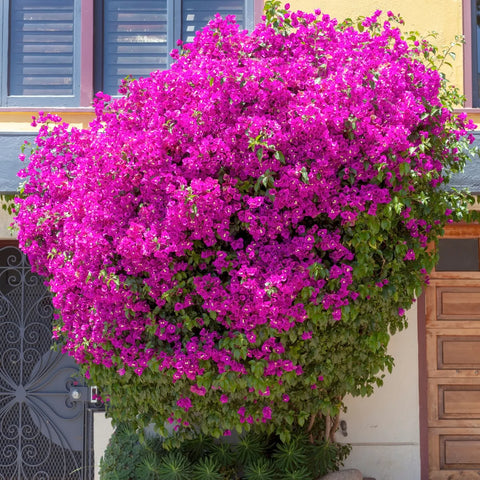 Barbara Karst Bougainvillea