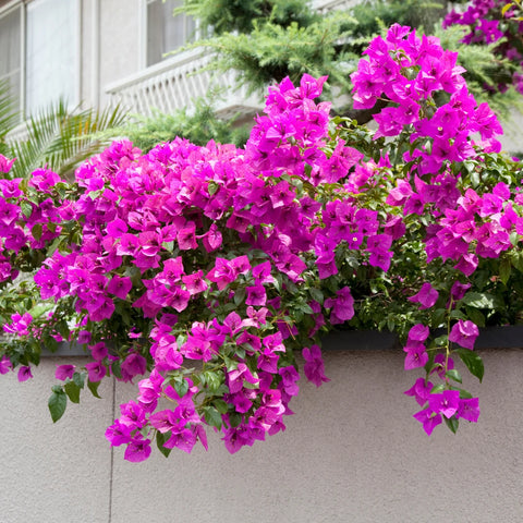 Barbara Karst Bougainvillea