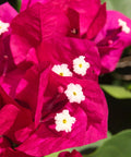 Barbara Karst Bougainvillea Vine