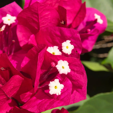 Barbara Karst Bougainvillea Vine