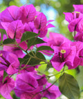 Barbara Karst Bougainvillea