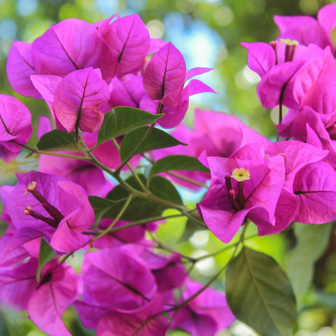 Barbara Karst Bougainvillea