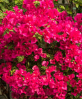 Barbara Karst Bougainvillea Vine