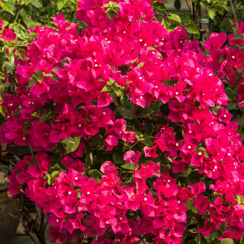 Barbara Karst Bougainvillea Vine