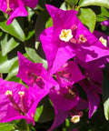 Barbara Karst Bougainvillea