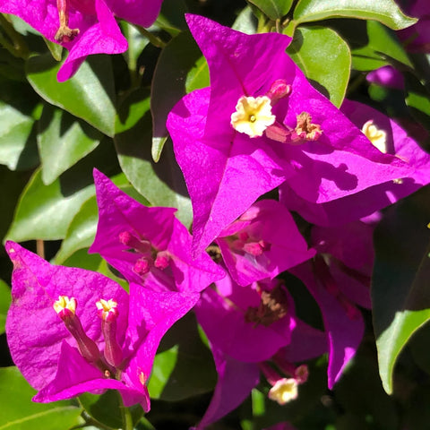 Barbara Karst Bougainvillea