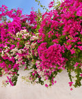 Barbara Karst Bougainvillea Vine